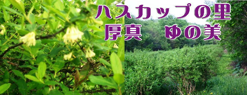 �n�X�J�b�v�̗��@���^�@�y��̔��z