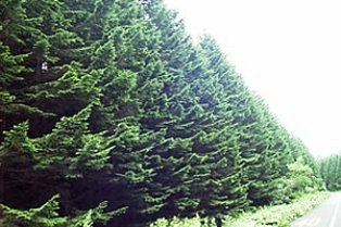北海道の道路わきの針葉樹林