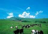 酪農王国北海道の牛