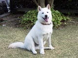 北海道原産の日本犬種でアイヌ犬とも呼ばれます。